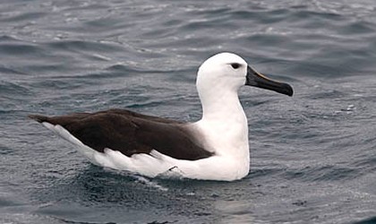 Yellow-nosed albatross